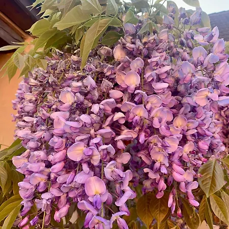 Bio New Bed & Breakfast